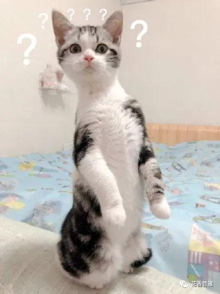 娱乐圈吃瓜猫咪是谁啊