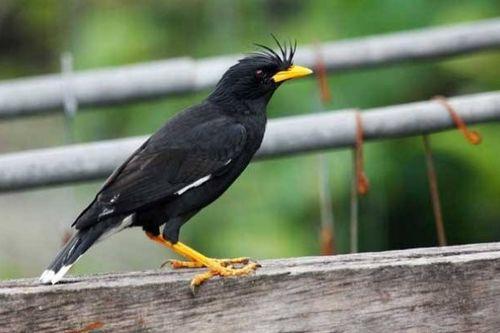 娱乐吃瓜小八哥是谁啊视频